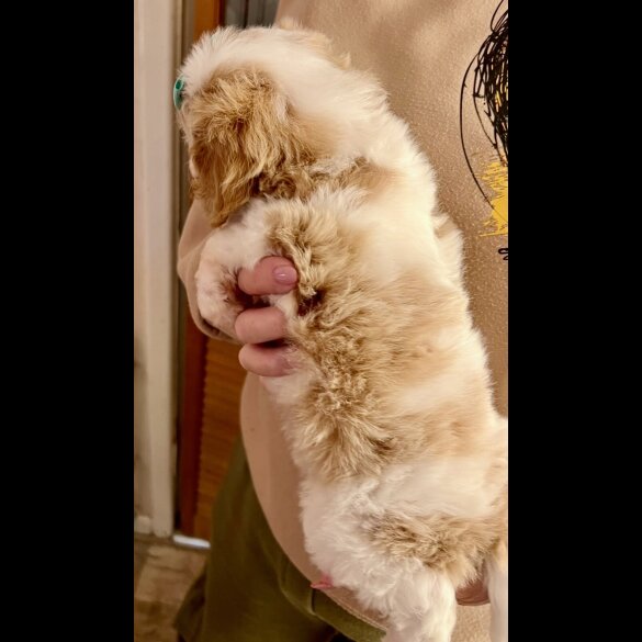 Cavapoo - Bitches