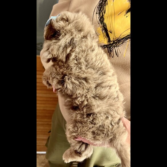 Cavapoo - Bitches