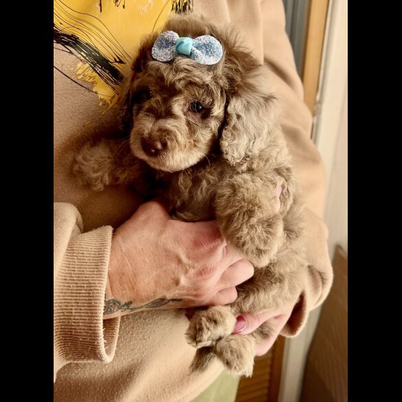 Cavapoo - Bitches
