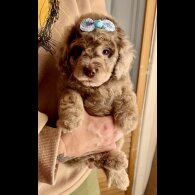 Cavapoo - Bitches