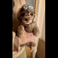 Cavapoo - Bitches