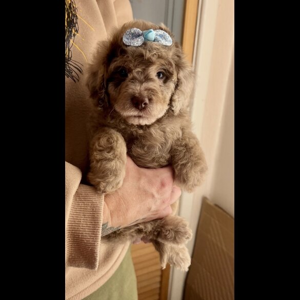 Cavapoo - Bitches