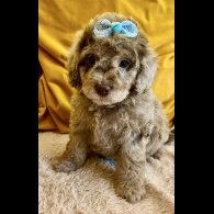 Cavapoo - Bitches