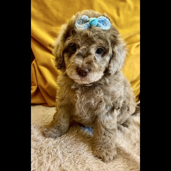 Cavapoo - Bitches