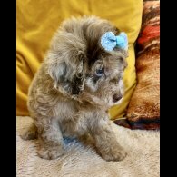 Cavapoo - Bitches