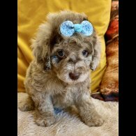 Cavapoo - Bitches