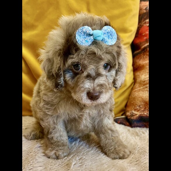 Cavapoo - Bitches