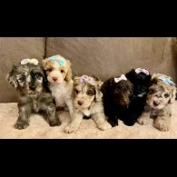 Cavapoo - Bitches