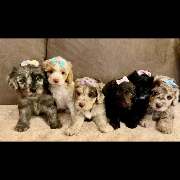Cavapoo - Bitches