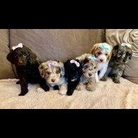 Cavapoo - Bitches