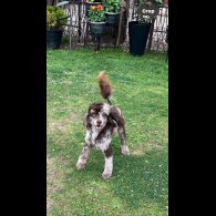 Cavapoo - Bitches