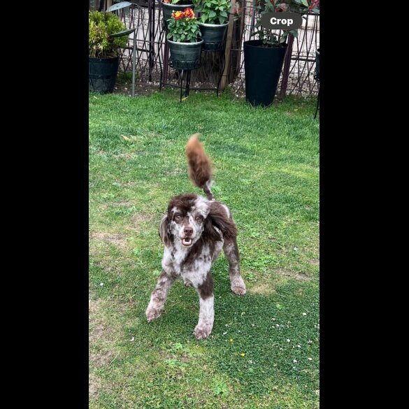 Cavapoo - Bitches