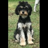 Cavapoo - Bitches