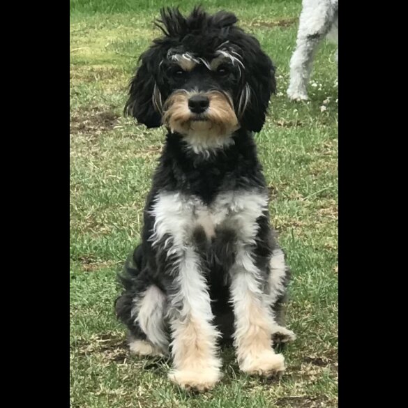 Cavapoo - Bitches
