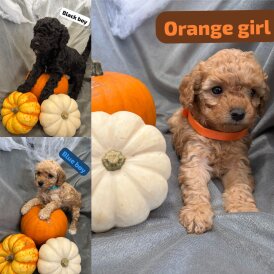 Cavapoo