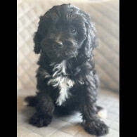 Cavapoo