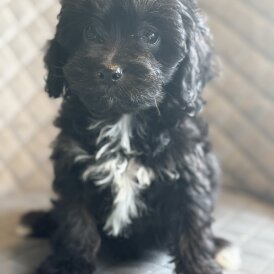 Cavapoo