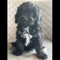Cavapoo