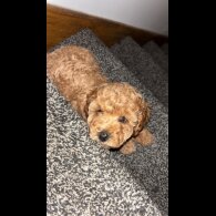 Cavapoo