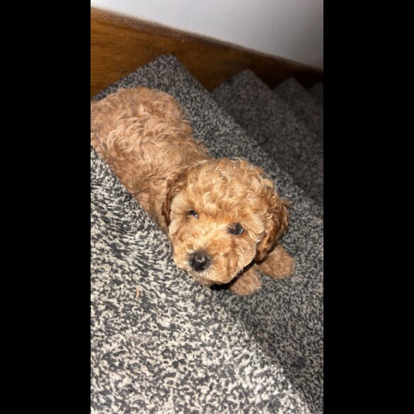 Cavapoo