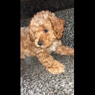 Cavapoo