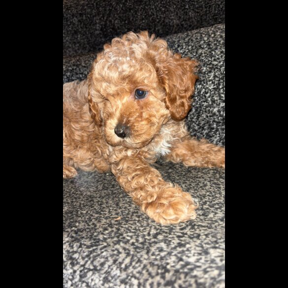 Cavapoo
