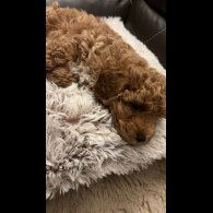 Cavapoo