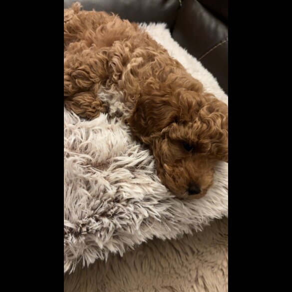 Cavapoo