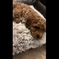 Cavapoo