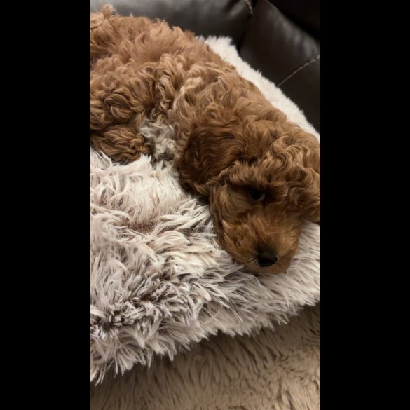 Cavapoo
