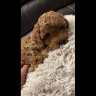 Cavapoo