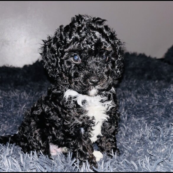 Cavapoo