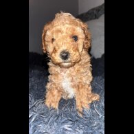 Cavapoo