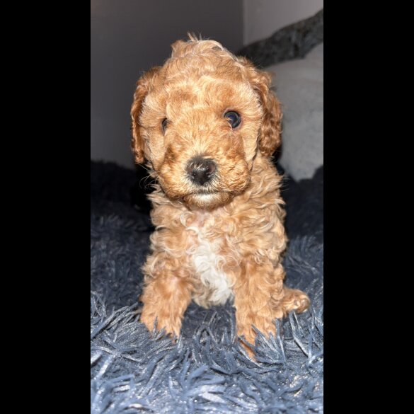 Cavapoo