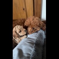 Cavapoo