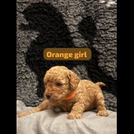 Cavapoo