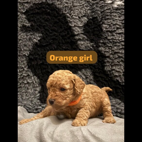 Cavapoo