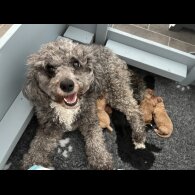 Cavapoo