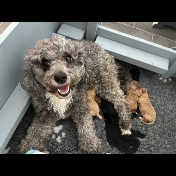 Cavapoo