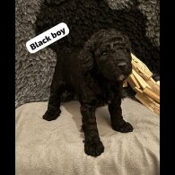 Cavapoo
