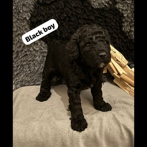 Cavapoo