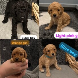 Cavapoo