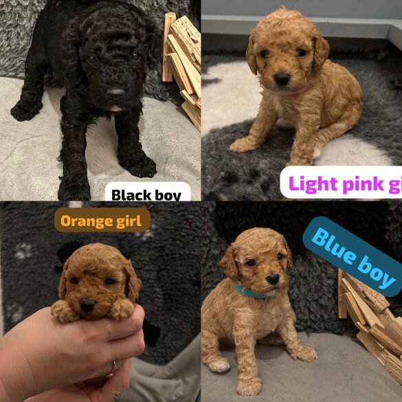 Cavapoo