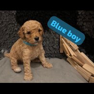 Cavapoo