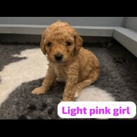 Cavapoo