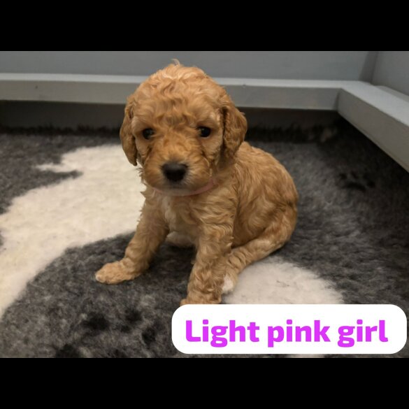 Cavapoo