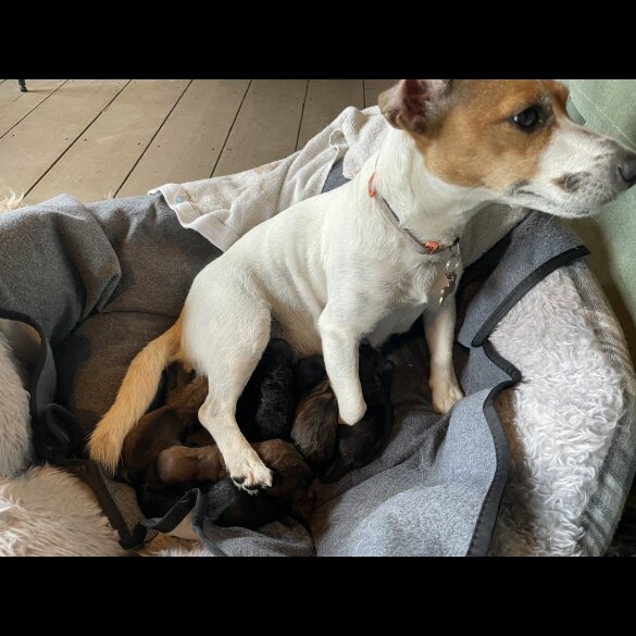 Jack Russell