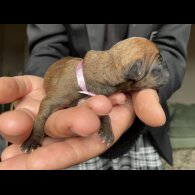 Jack Russell