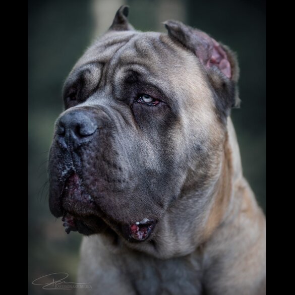 Cane Corso