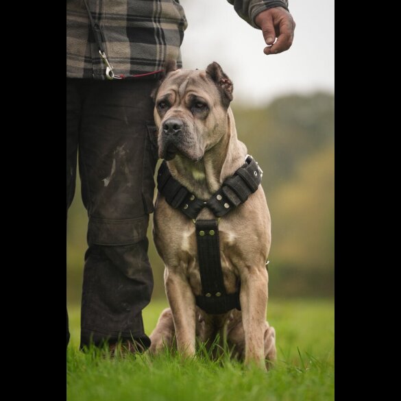 Cane Corso